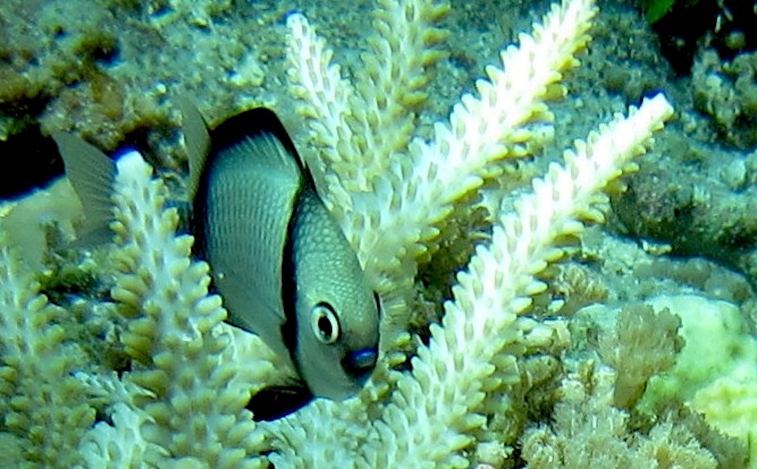 Bawah Underwater 79