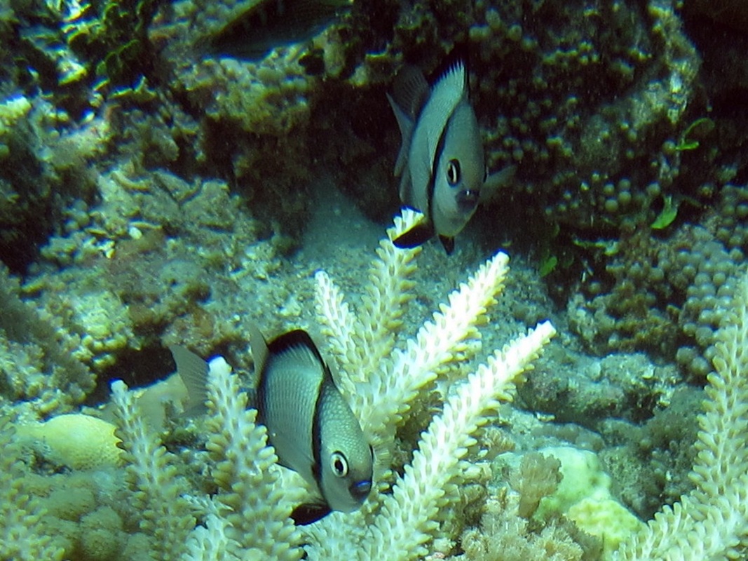 Bawah Underwater 80