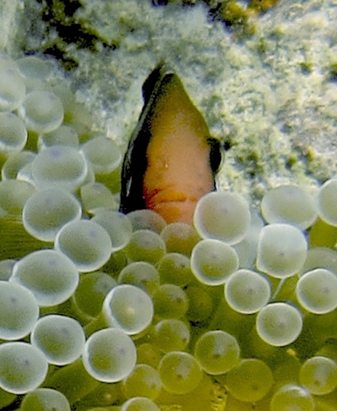 Bawah Underwater 81