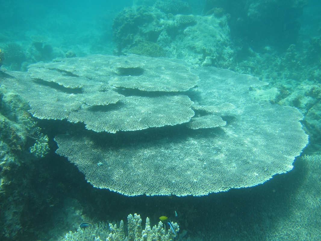 Bawah Underwater 82