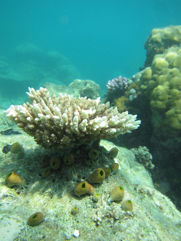 Bawah Underwater 83