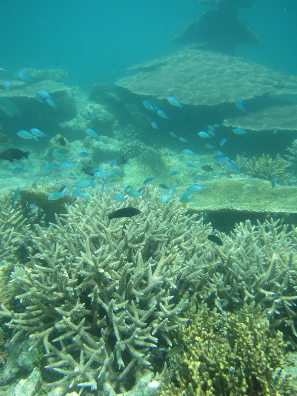 Bawah Underwater 84