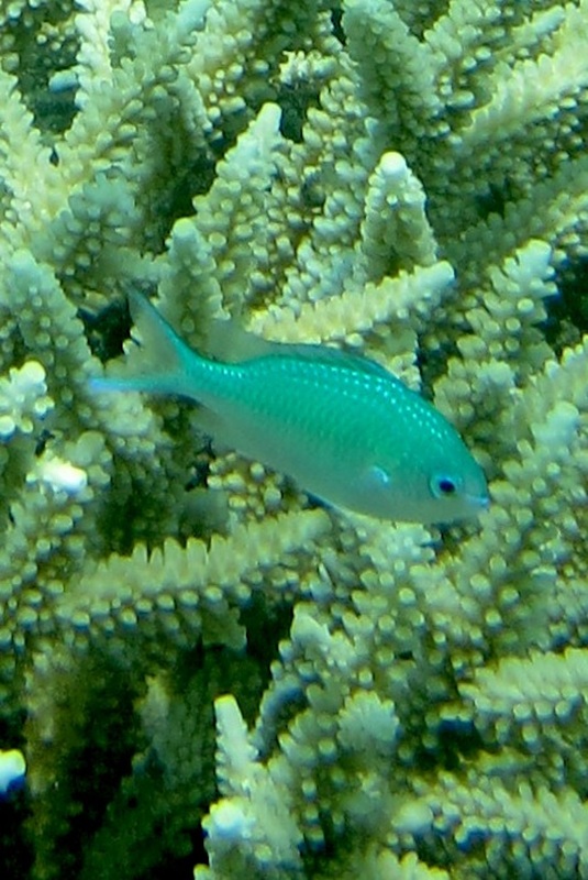 Bawah Underwater 85