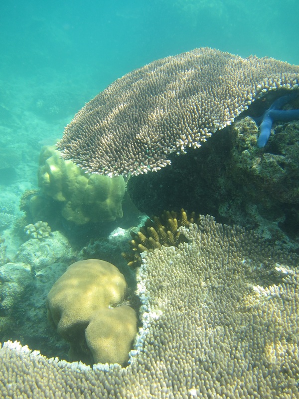 Bawah Underwater 86