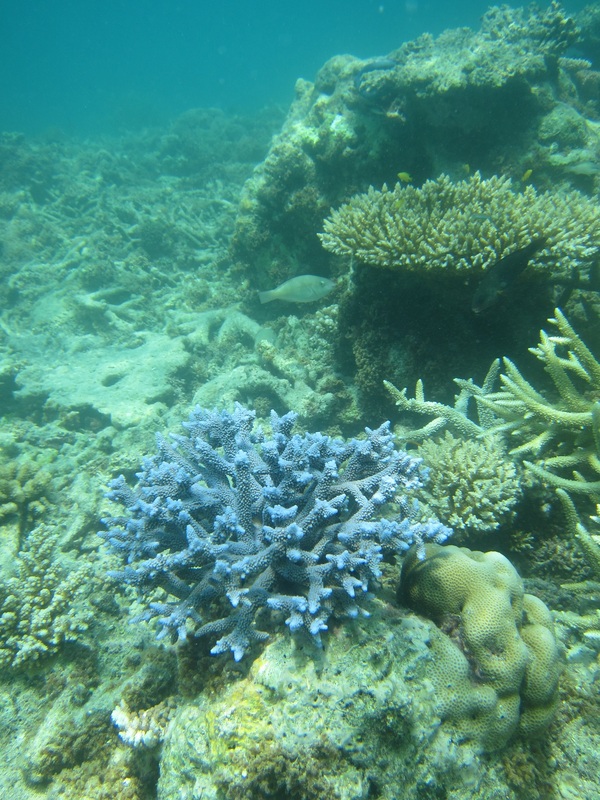 Bawah Underwater 87