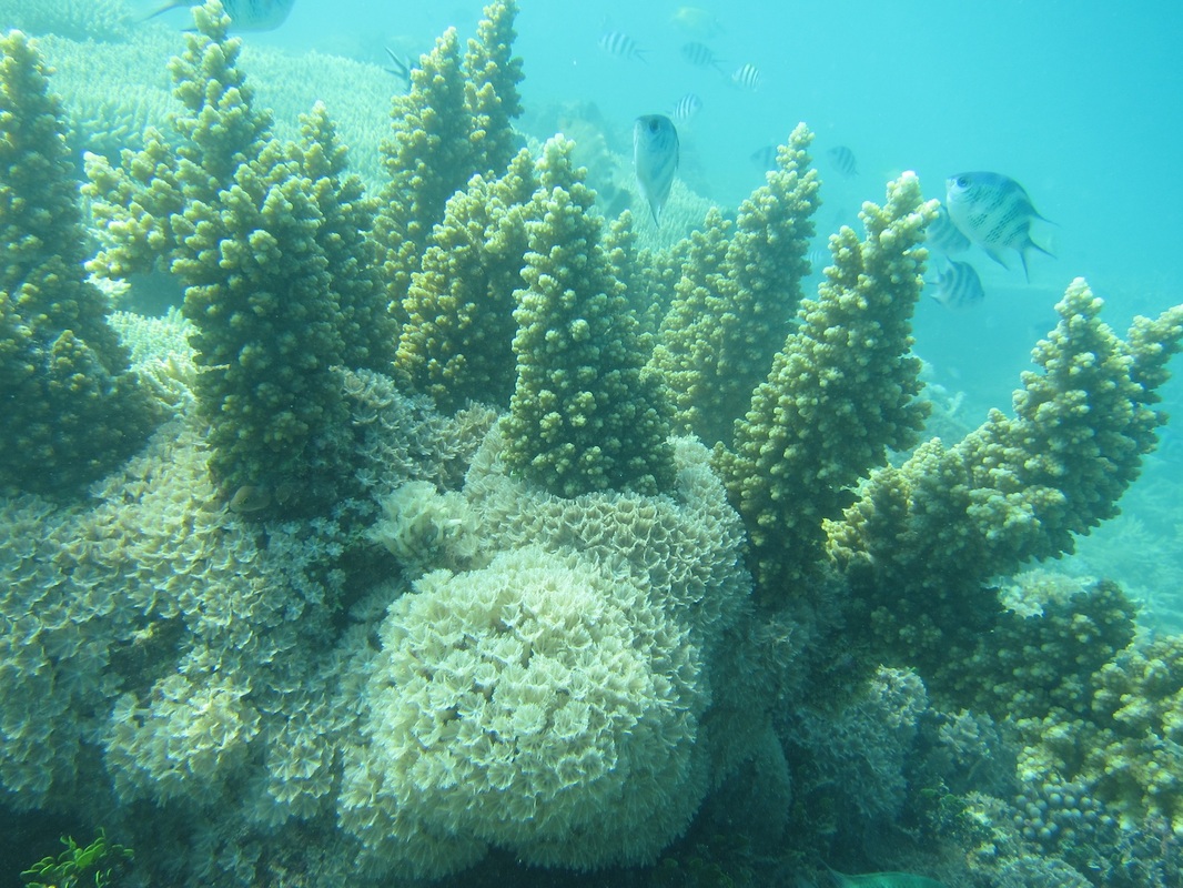 Bawah Underwater 88