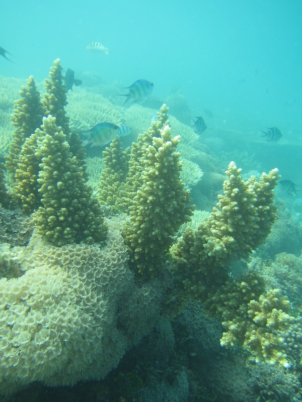 Bawah Underwater 89
