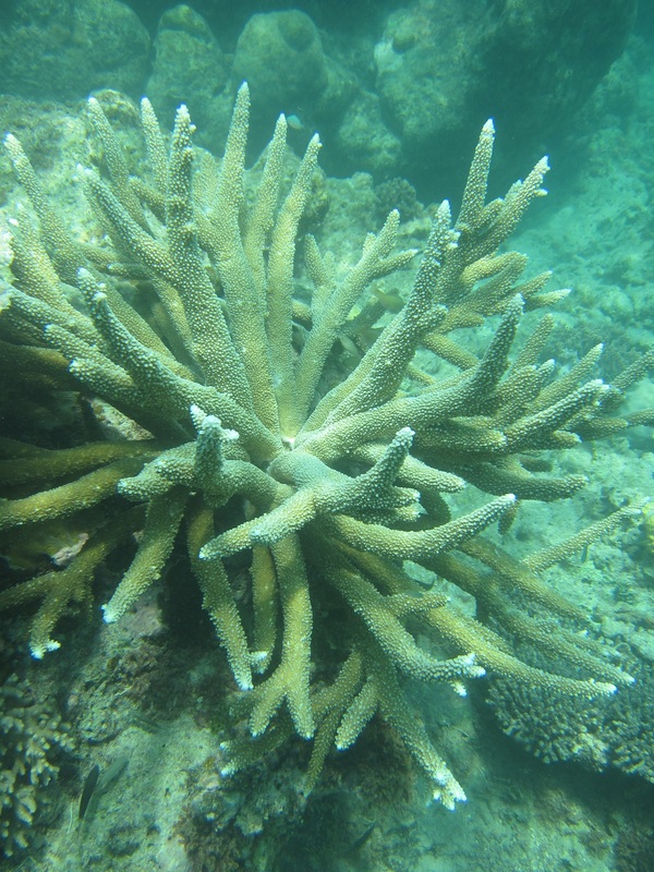 Bawah Underwater 90