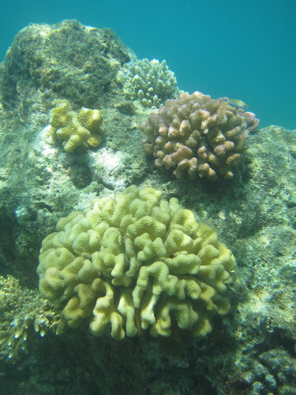 Bawah Underwater 91