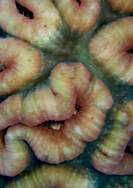 Bawah Underwater 93