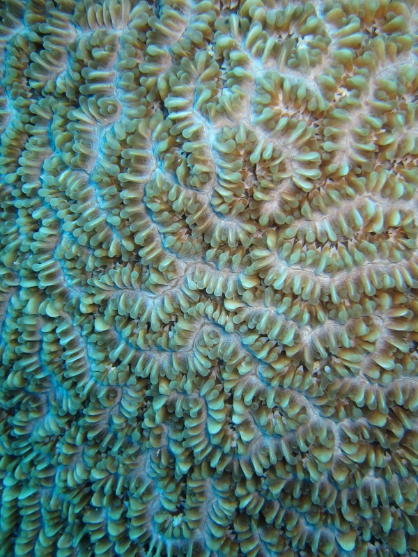 Bawah Underwater 94