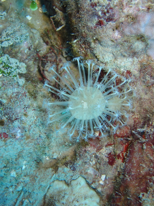 Bawah Underwater 95