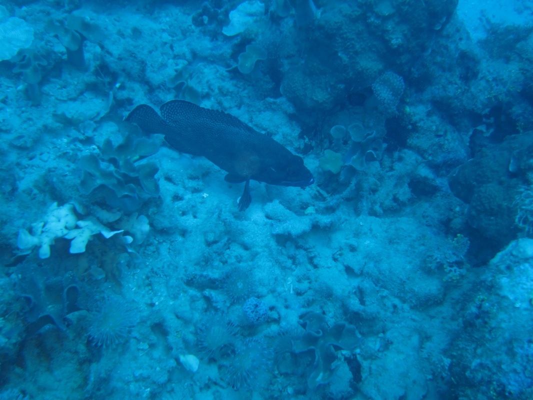 Bawah Underwater 96