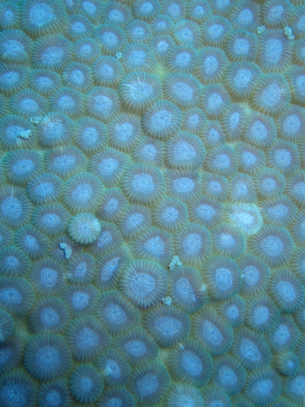 Bawah Underwater 97