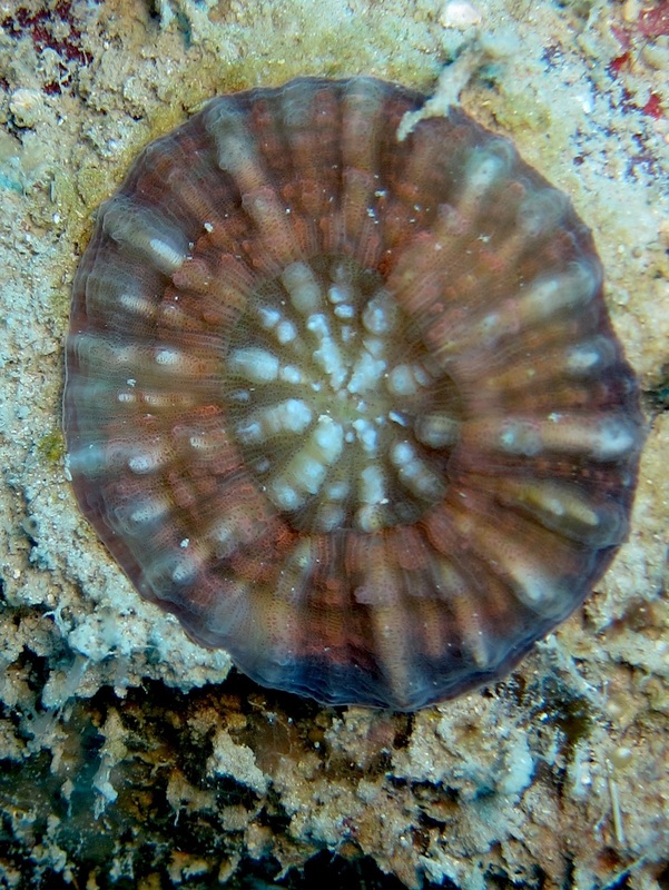 Bawah Underwater 98