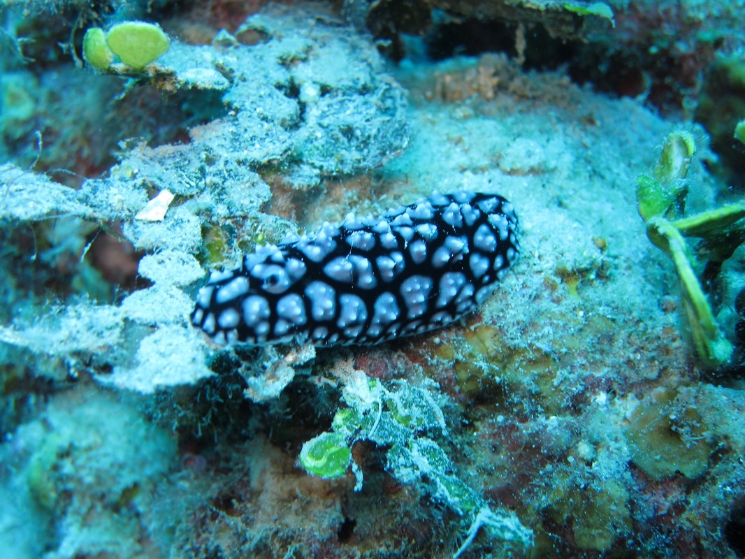 Bawah Underwater 99
