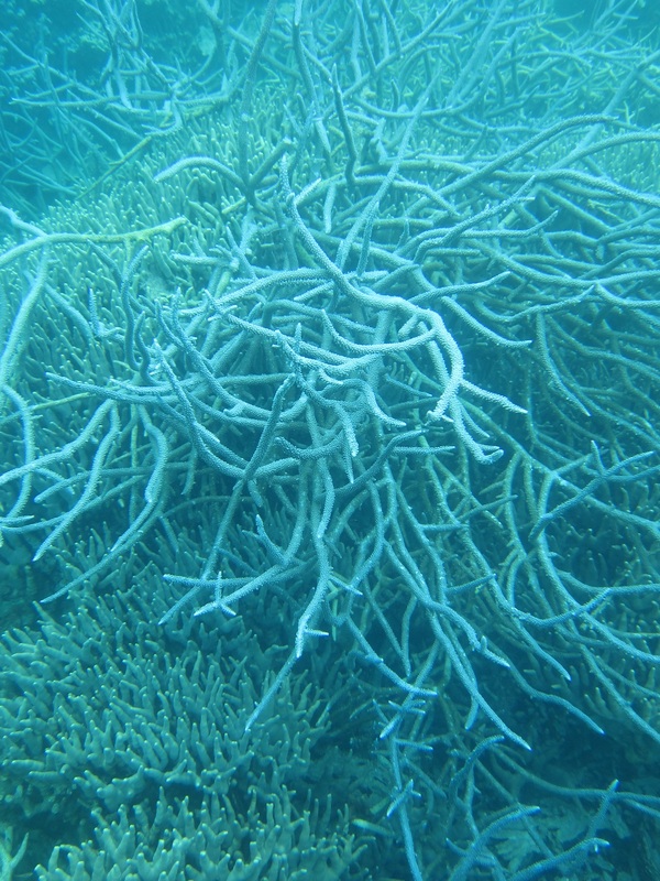 Bawah Underwater 100