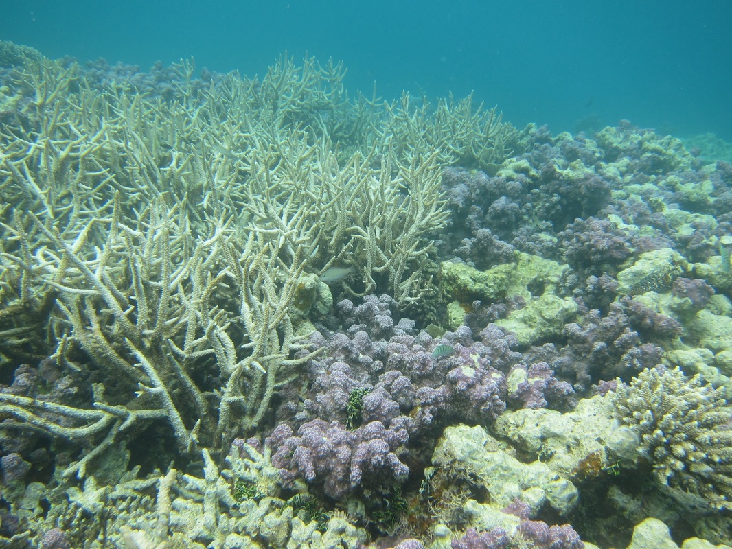 Bawah Underwater 101