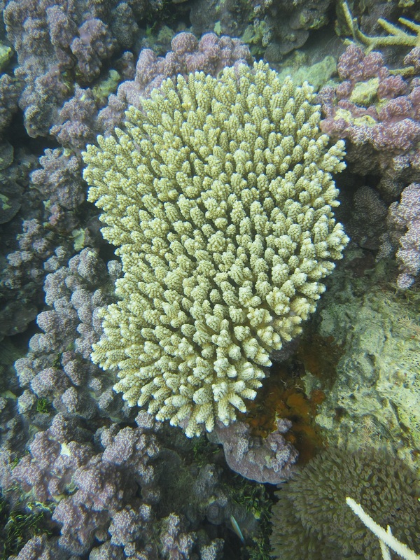 Bawah Underwater 102