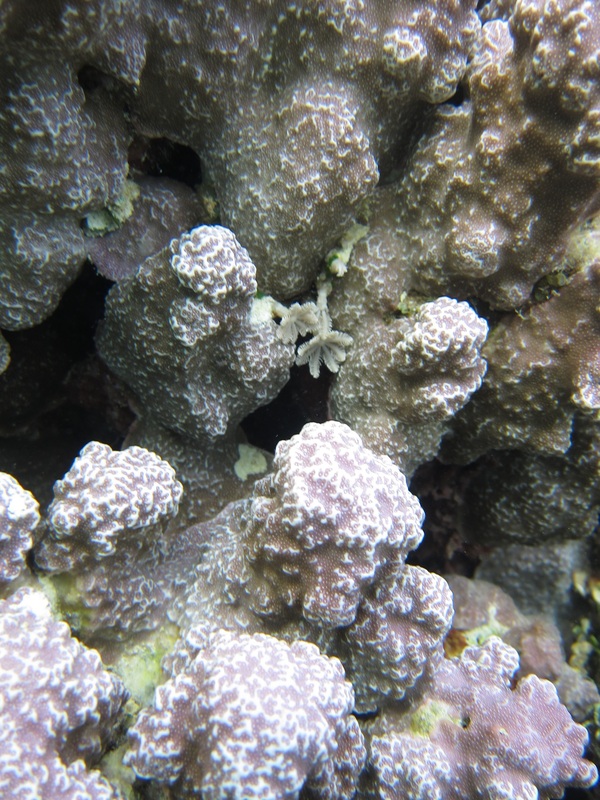 Bawah Underwater 103