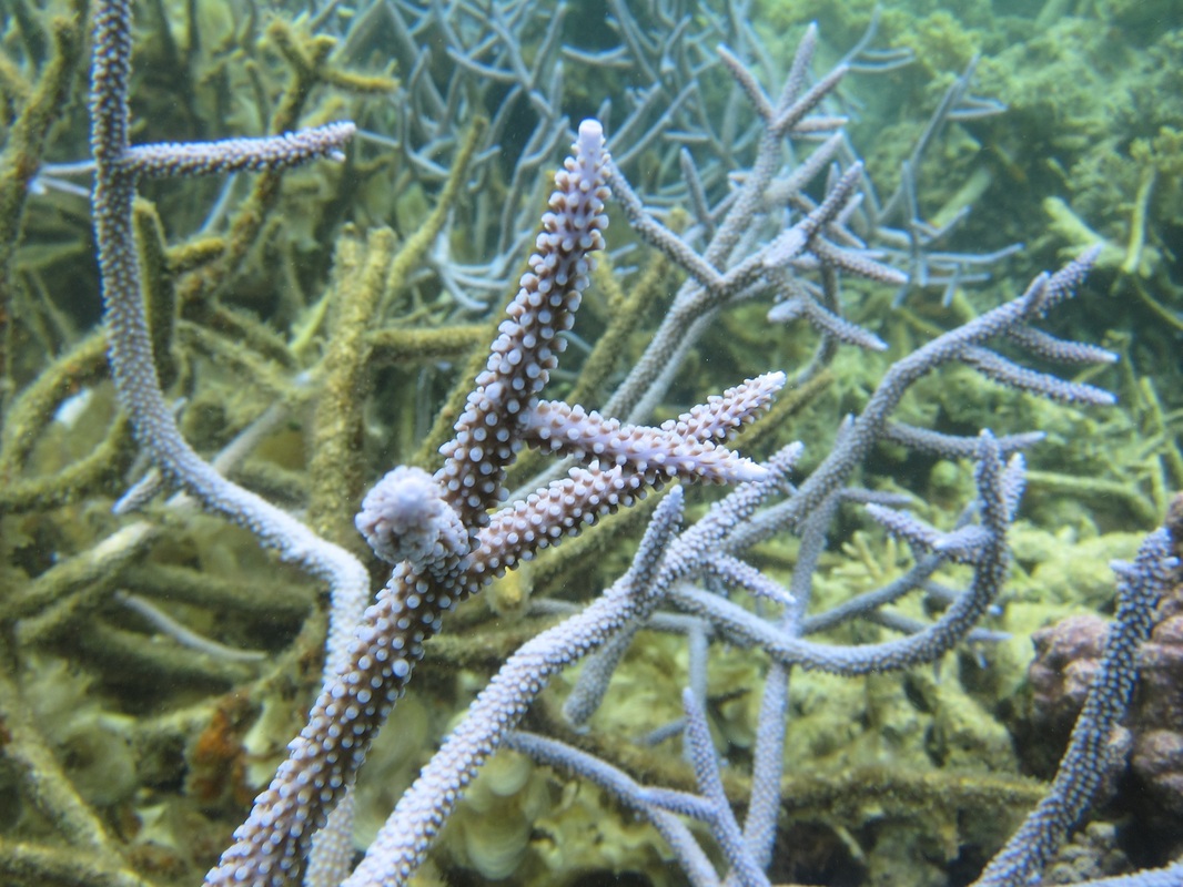 Bawah Underwater 104