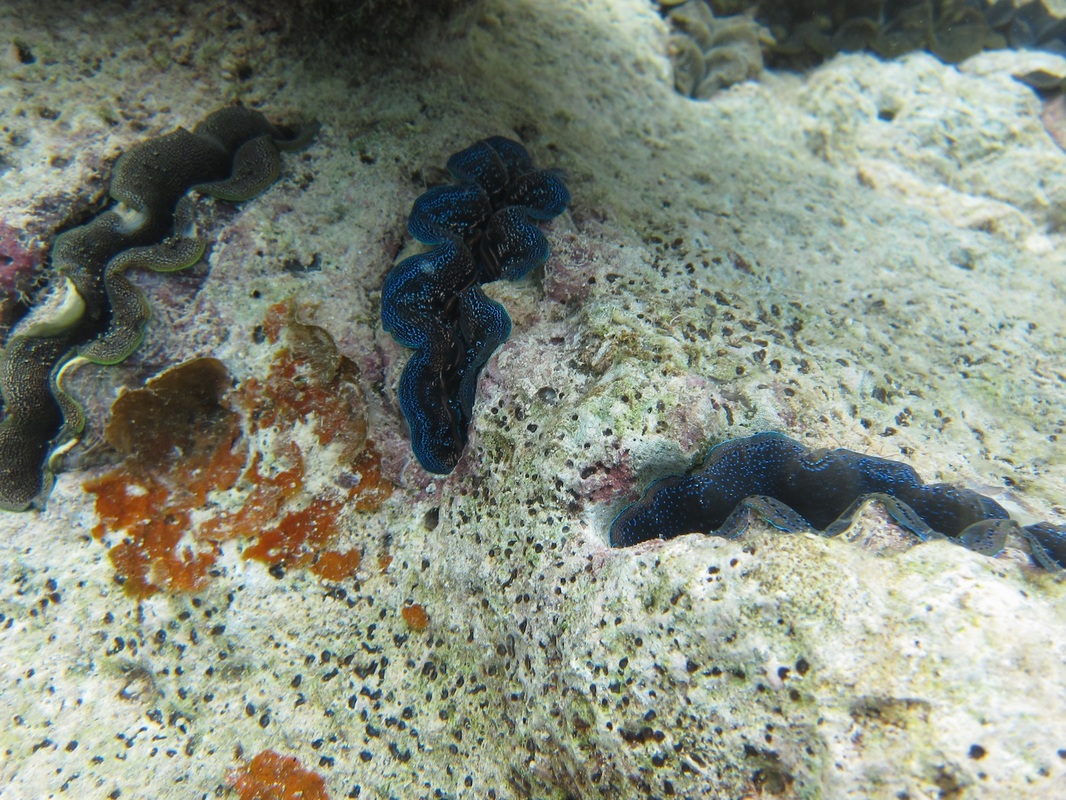Bawah Underwater 105