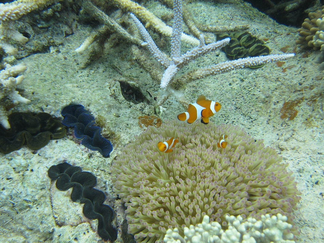 Bawah Underwater 106