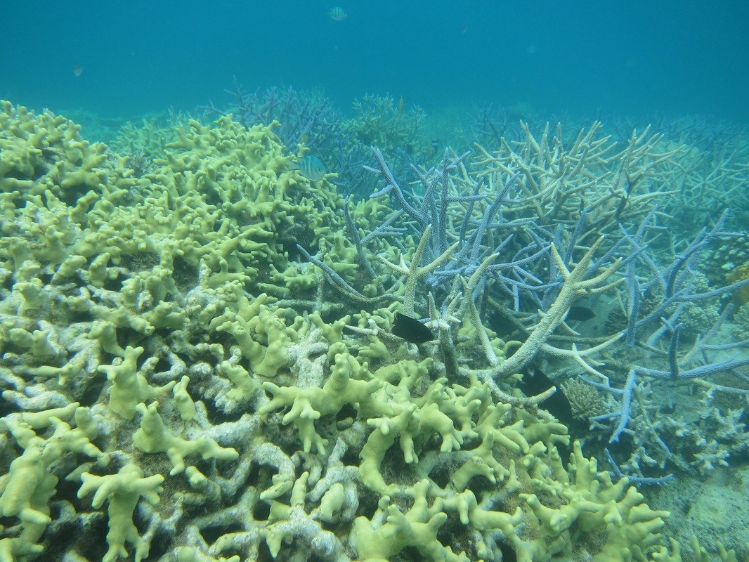 Bawah Underwater 107