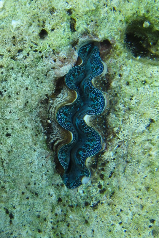 Bawah Underwater 108