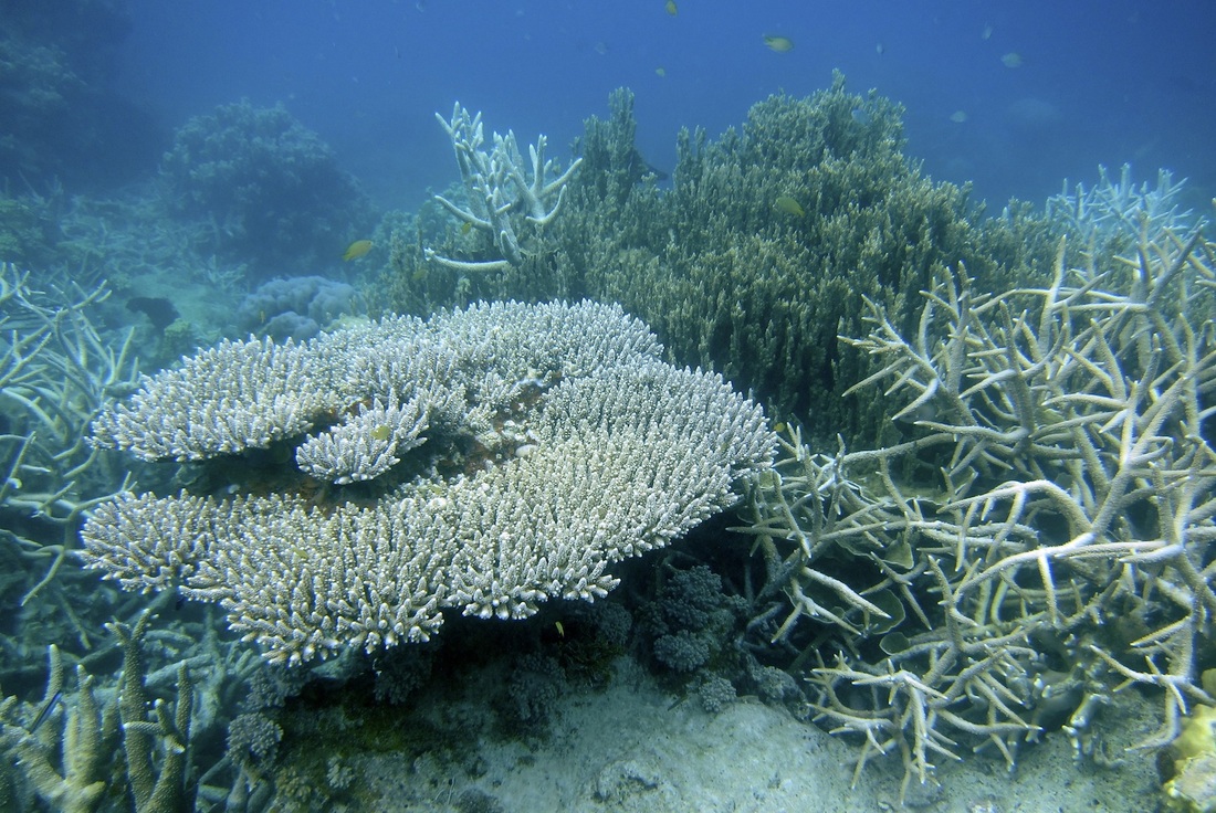 Bawah Underwater 109