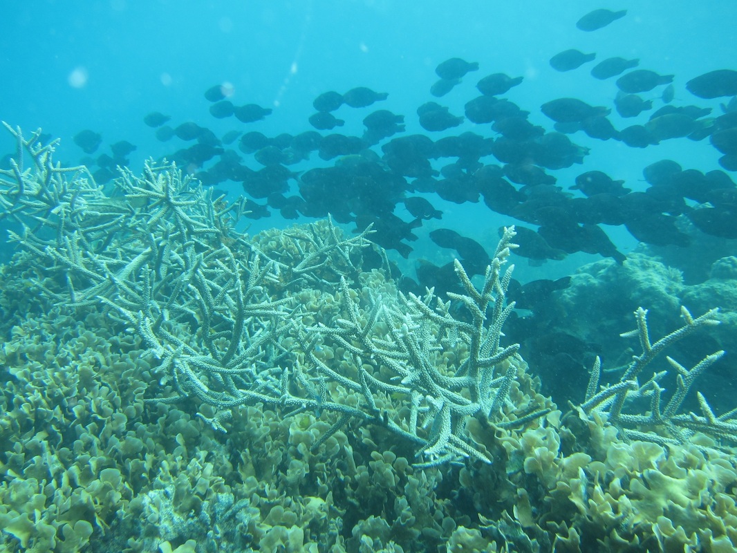 Bawah Underwater 110