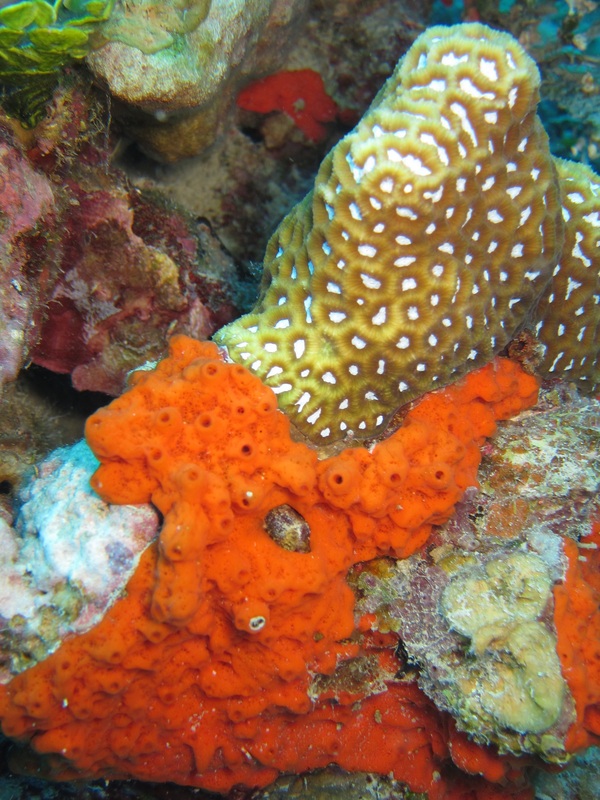 Bawah Underwater 111