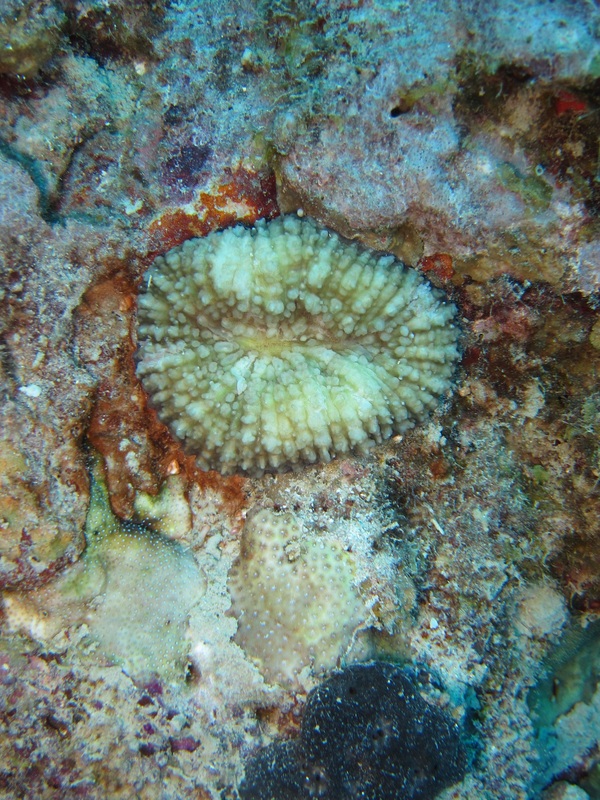 Bawah Underwater 112