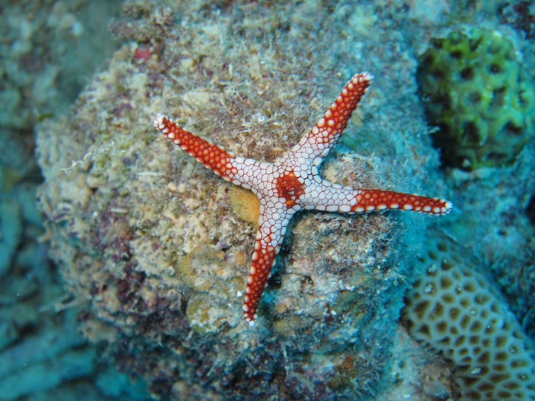 Bawah Underwater 113
