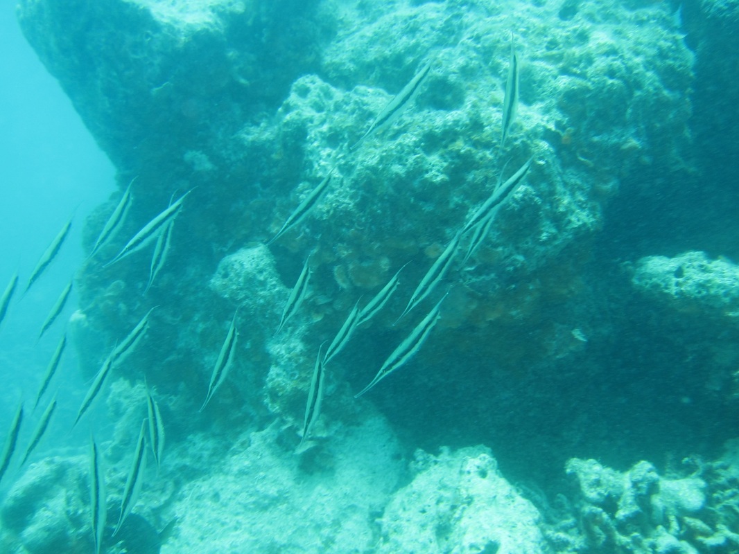 Bawah Underwater 114