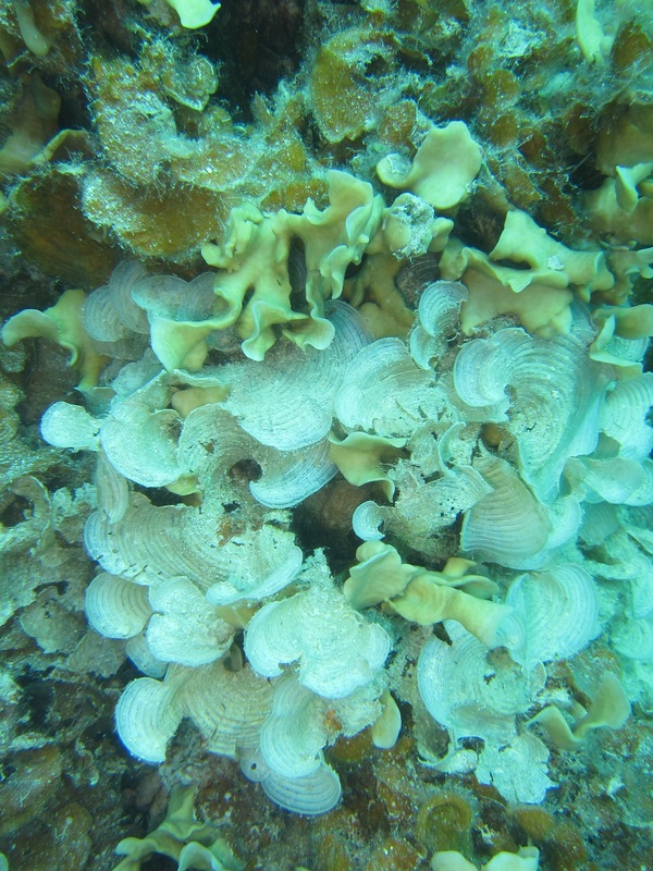 Bawah Underwater 115