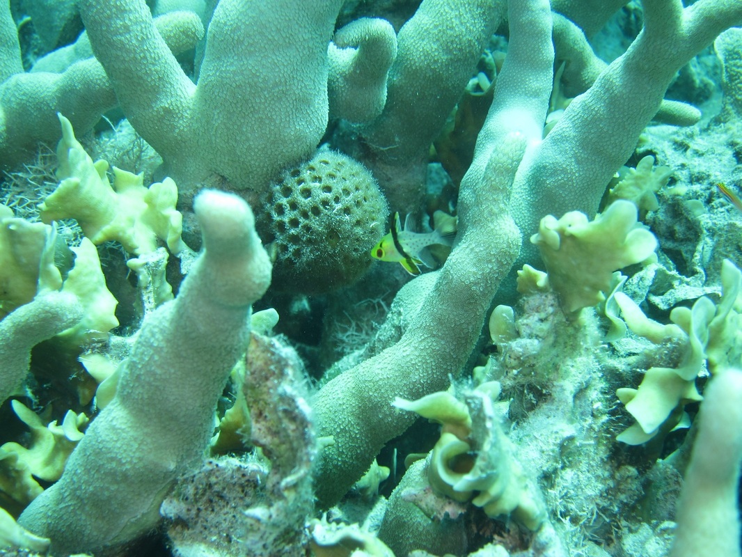 Bawah Underwater 116