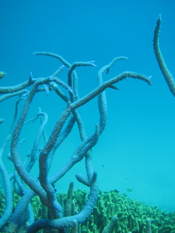 Bawah Underwater 117