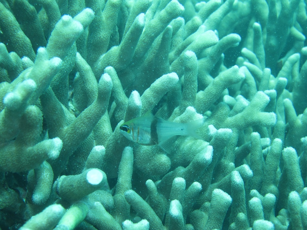 Bawah Underwater 118