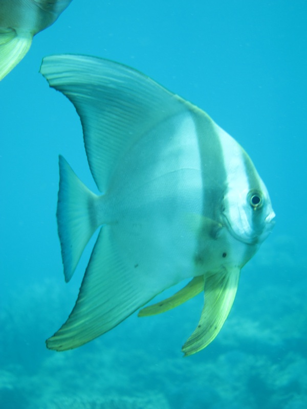 Bawah Underwater 119