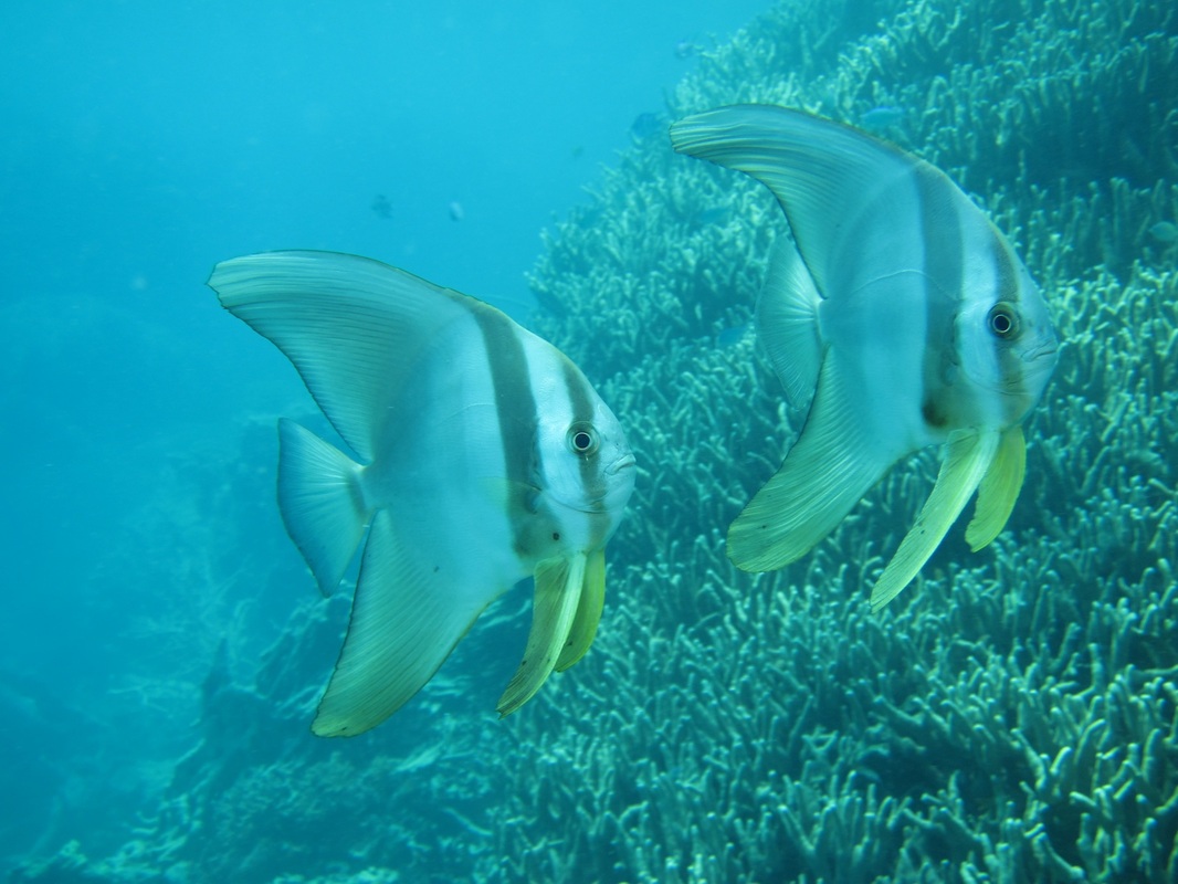 Bawah Underwater 120