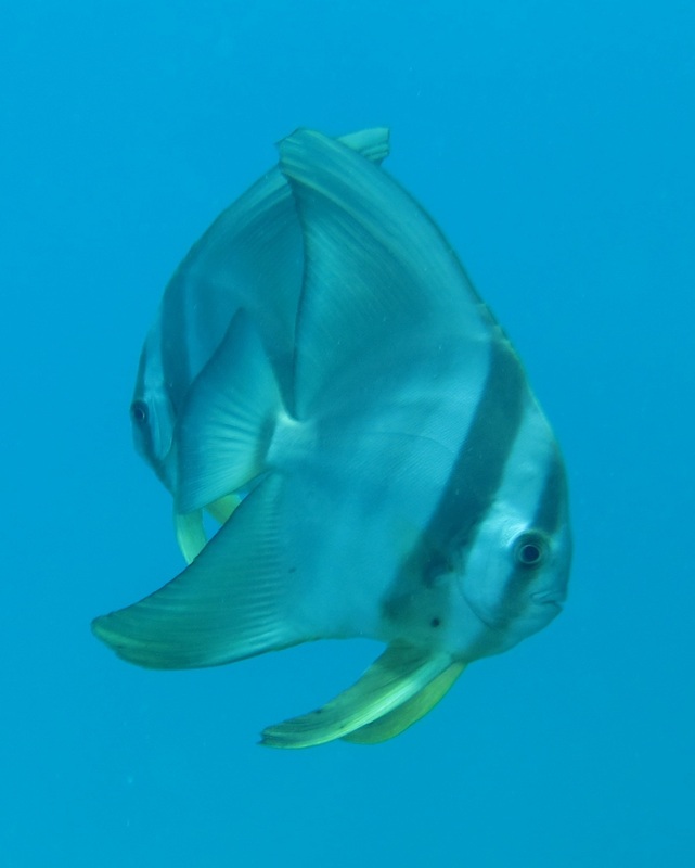 Bawah Underwater 121