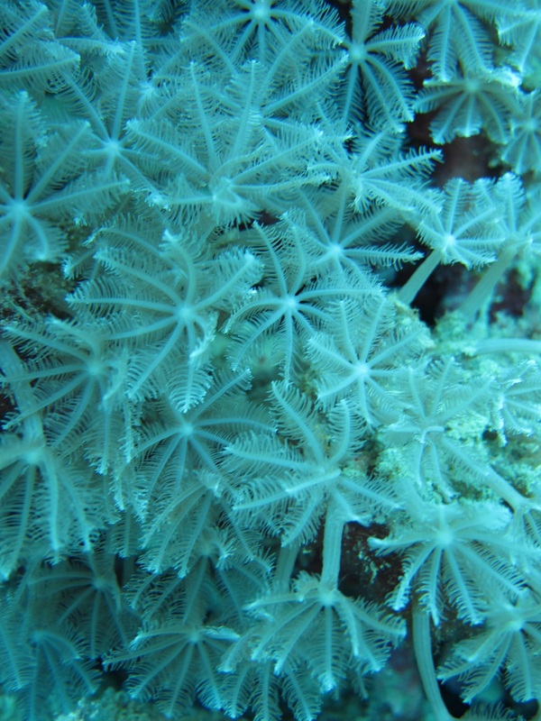Bawah Underwater 122