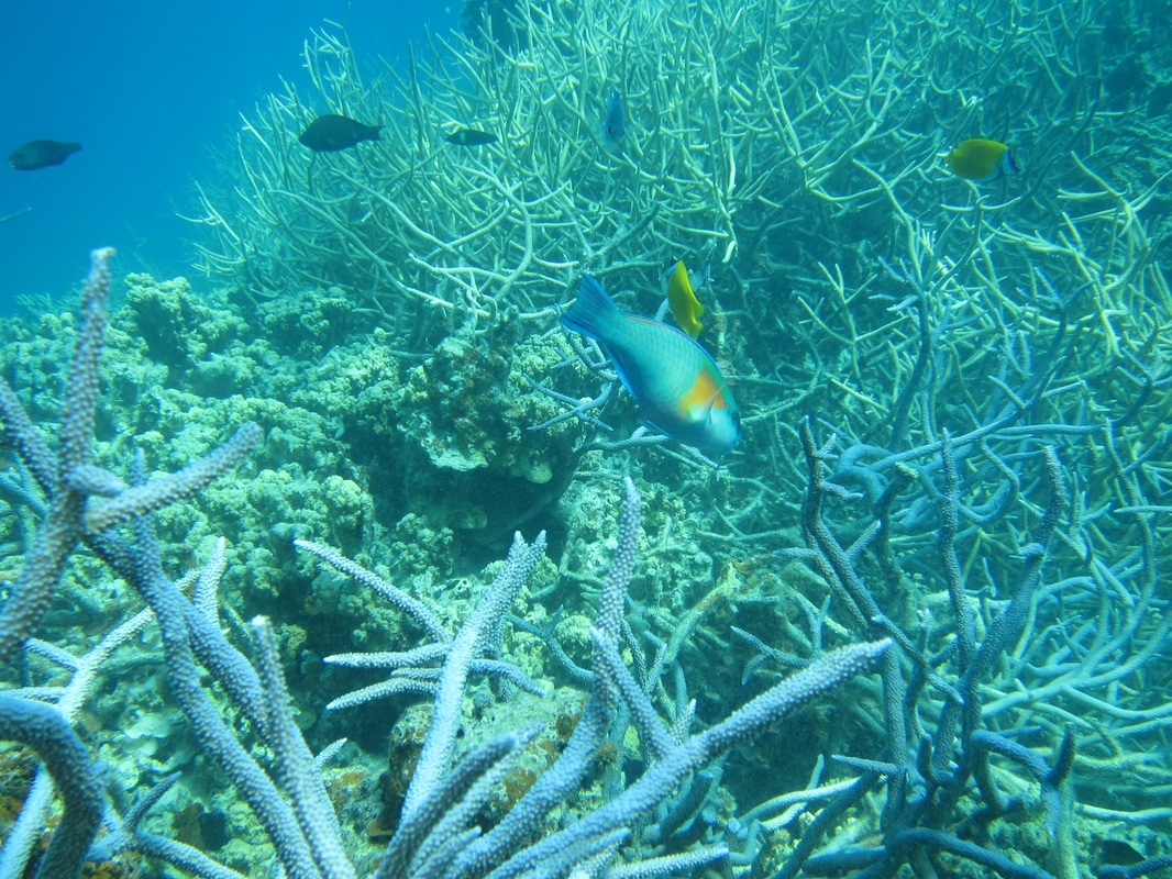 Bawah Underwater 123