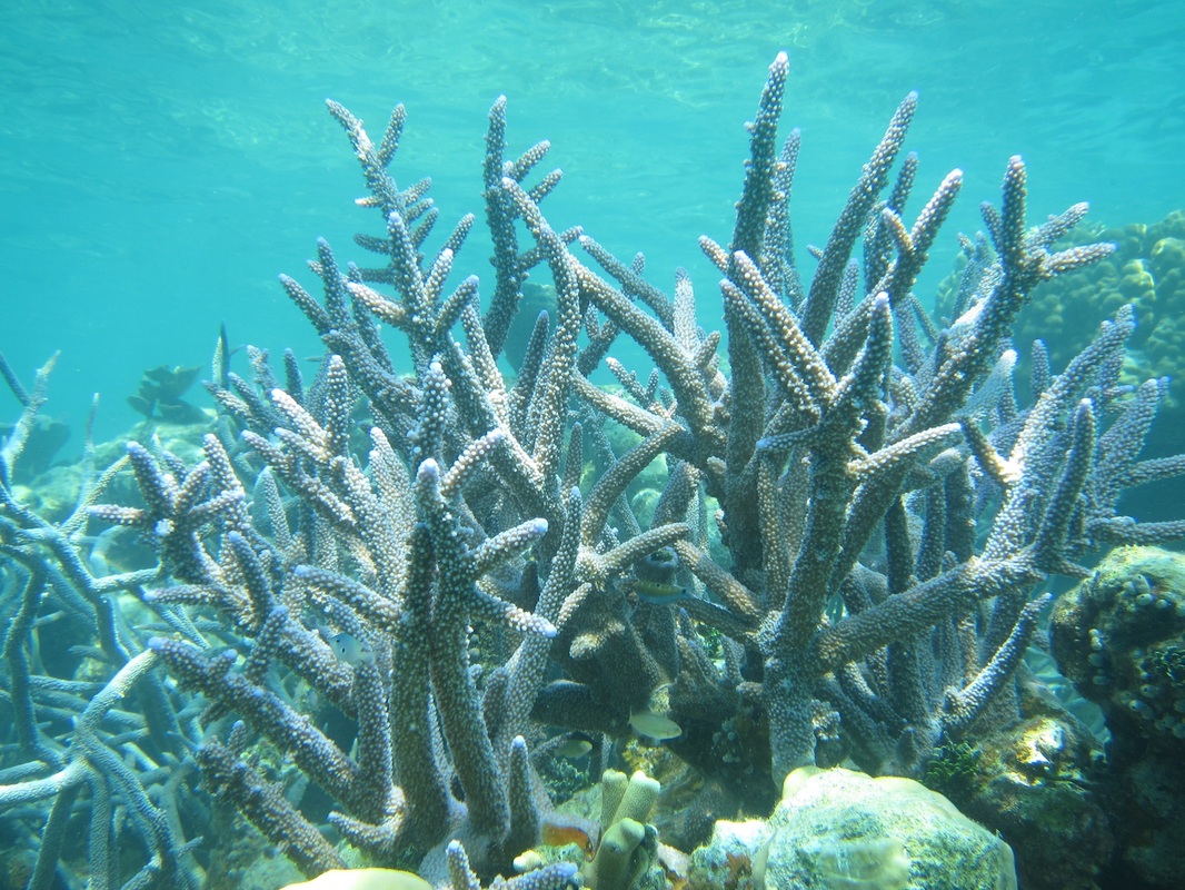 Bawah Underwater 124