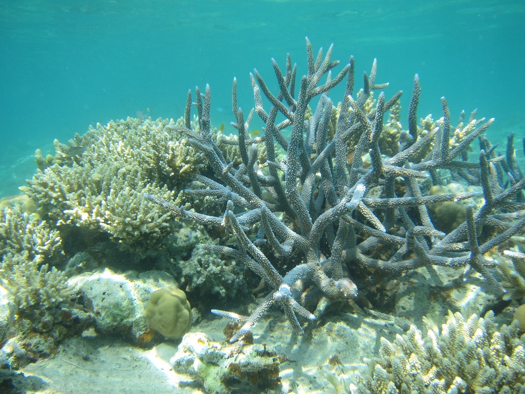 Bawah Underwater 125