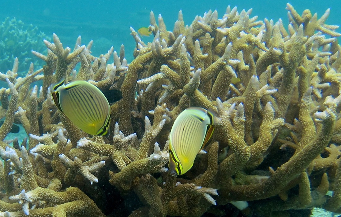 Bawah Underwater 128