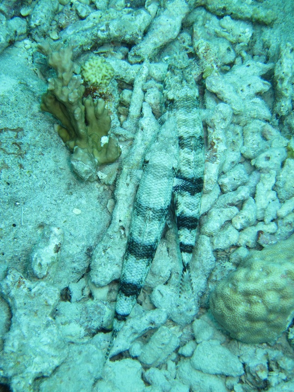Bawah Underwater 129