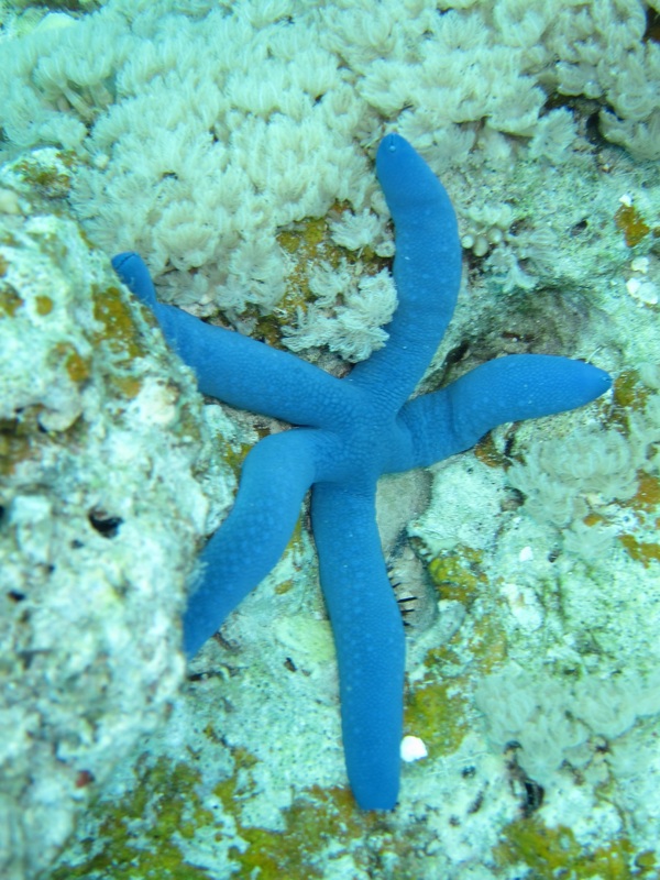 Bawah Underwater 130