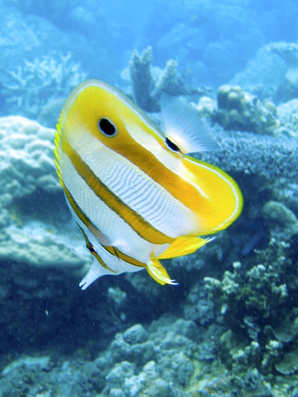 Bawah Underwater 131